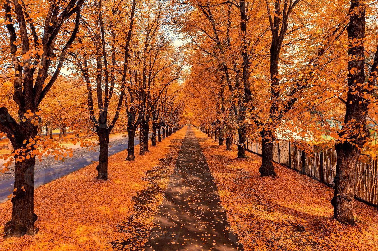 allée d'arbres d'automne orange dans le parc. photo