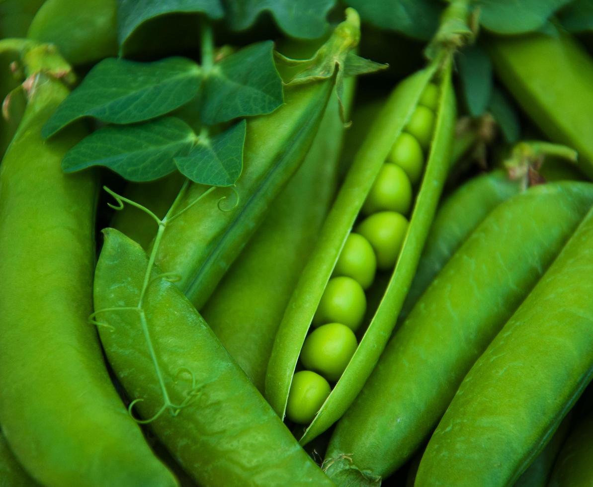 pois verts - fond photo