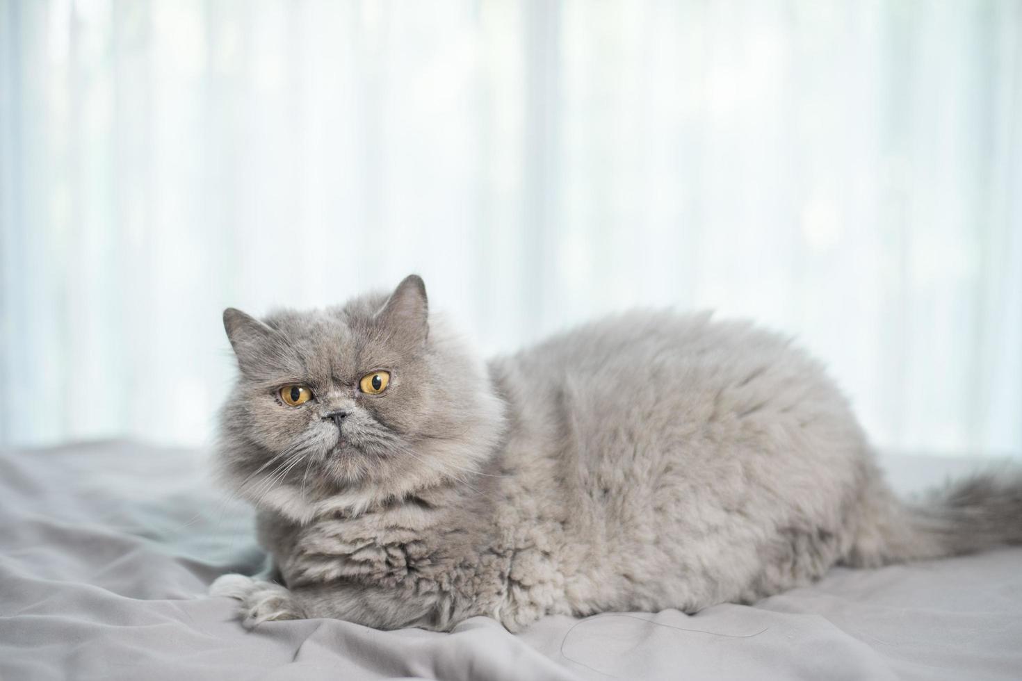 chat mignon de pli écossais. photo