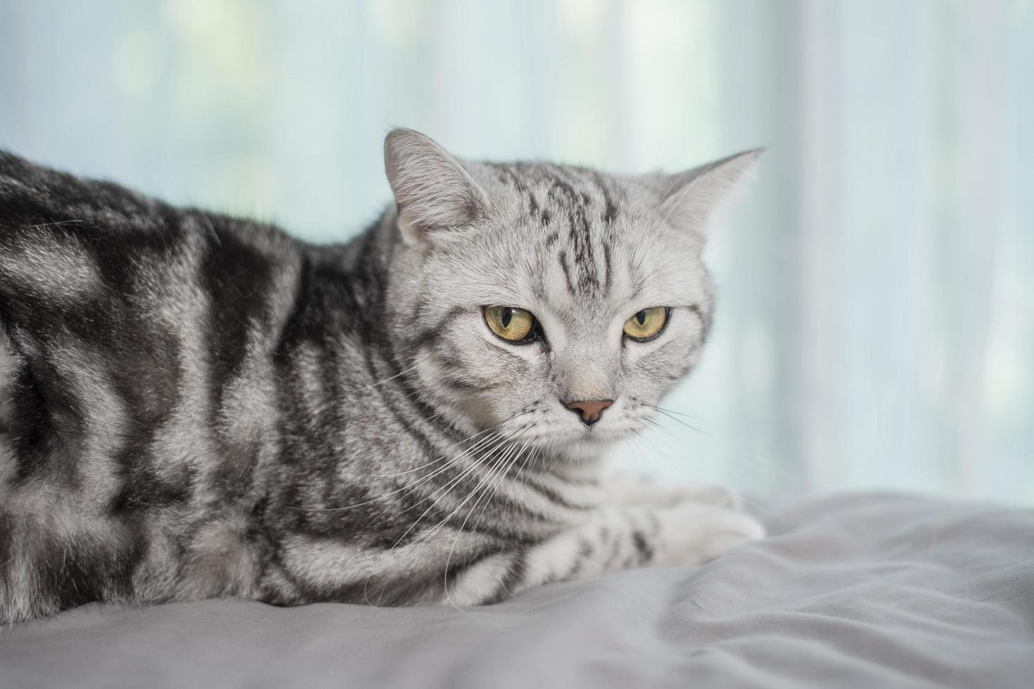 chat mignon de pli écossais en marbre blanc. photo