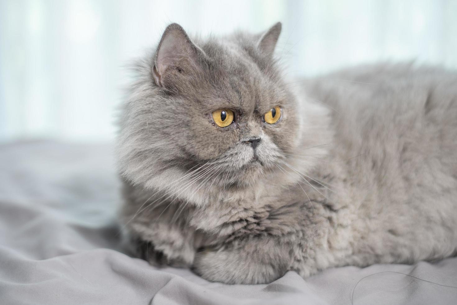 chat mignon de pli écossais. photo