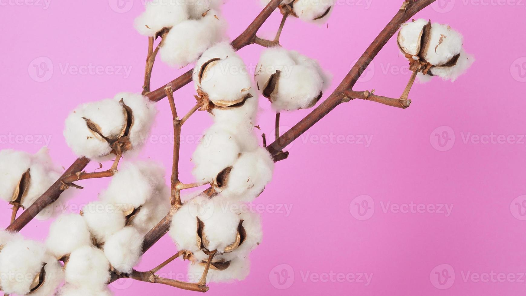 fleurs de coton naturel. boules de coton blanc branches de fleurs et fond  rose. 5087042 Banque de photos