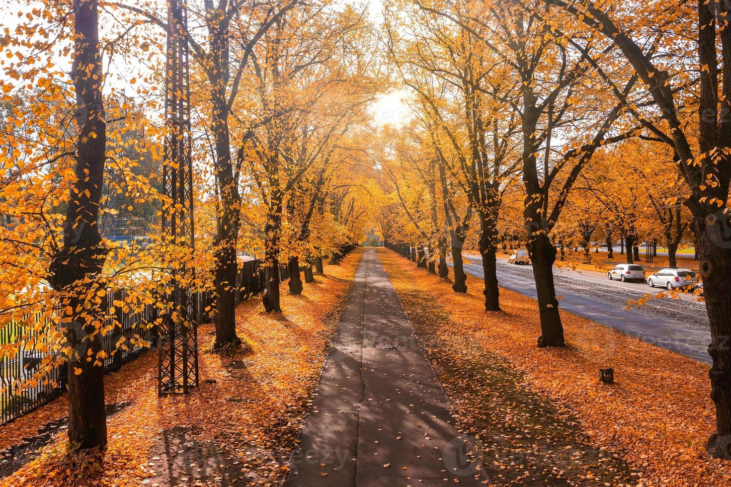 allée d'arbres d'automne orange dans le parc. photo