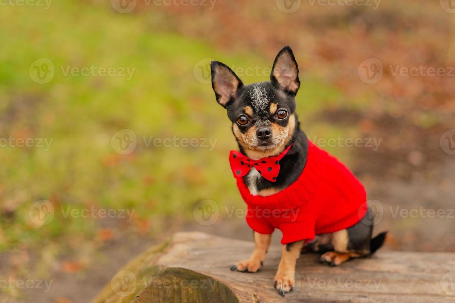 animal, animal de compagnie. petit chien chihuahua dans un pull rouge avec un nœud papillon rouge. photo