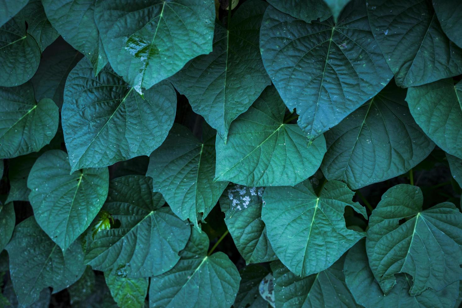 tropical turquoise sauvage feuilles qui poussent photo