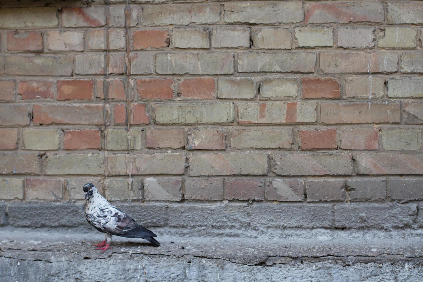 colombe et mur.oiseau et vieux mur. colombe grise assise sur un mur vintage. oiseaux et murs. photo