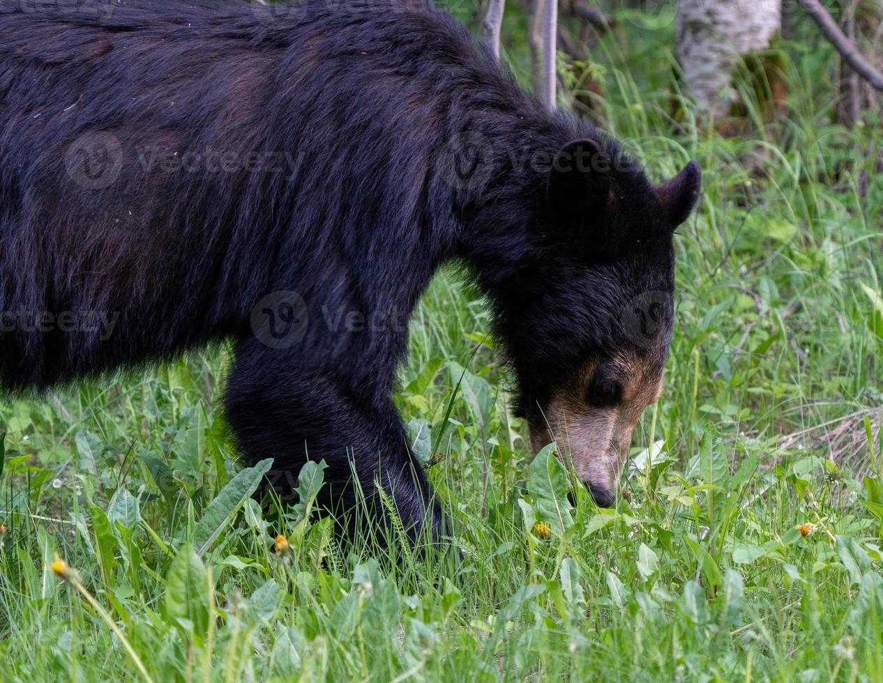 ours noir du nord du canada photo