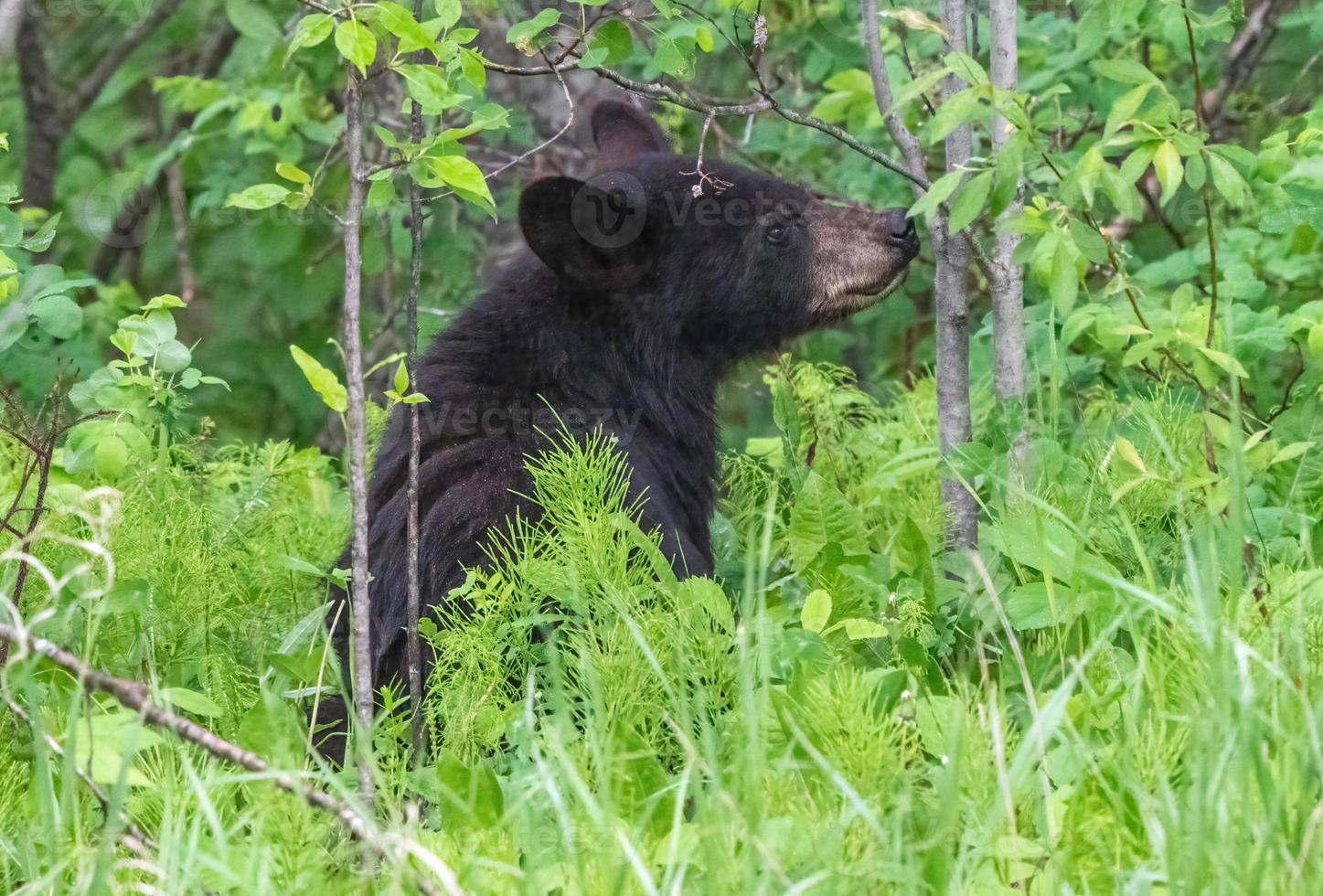 ours noir du nord du canada photo