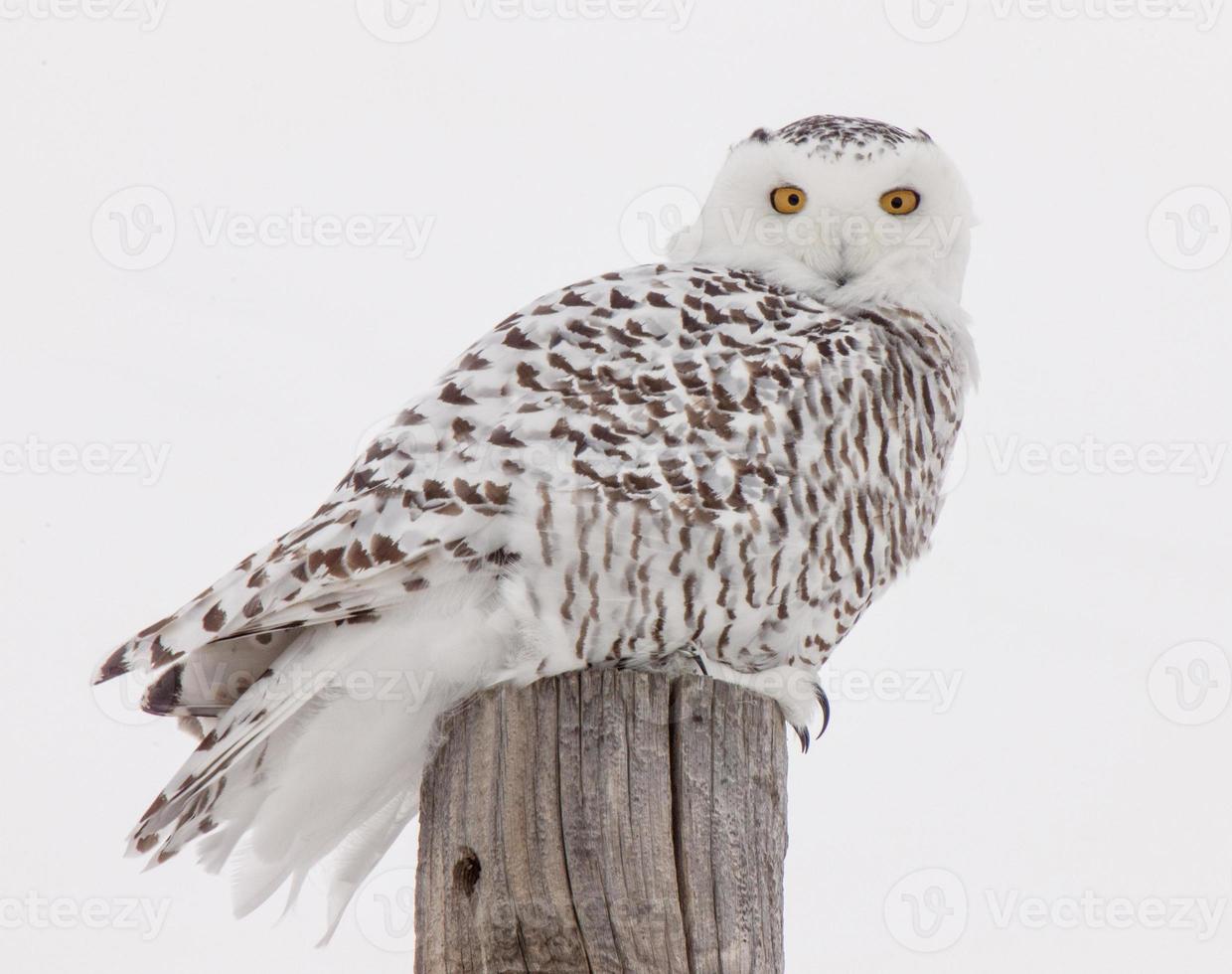 hibou des neiges en hiver photo