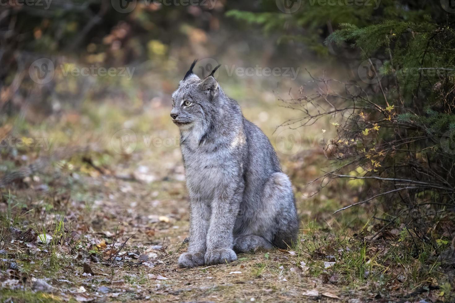 lynx sauvage du manitoba photo