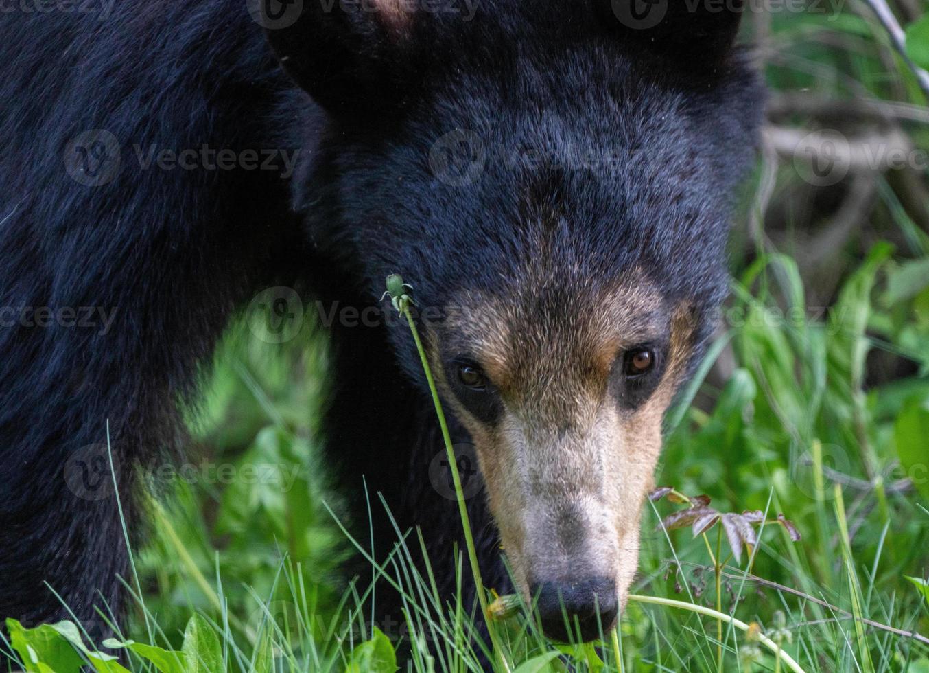 ours noir du nord du canada photo