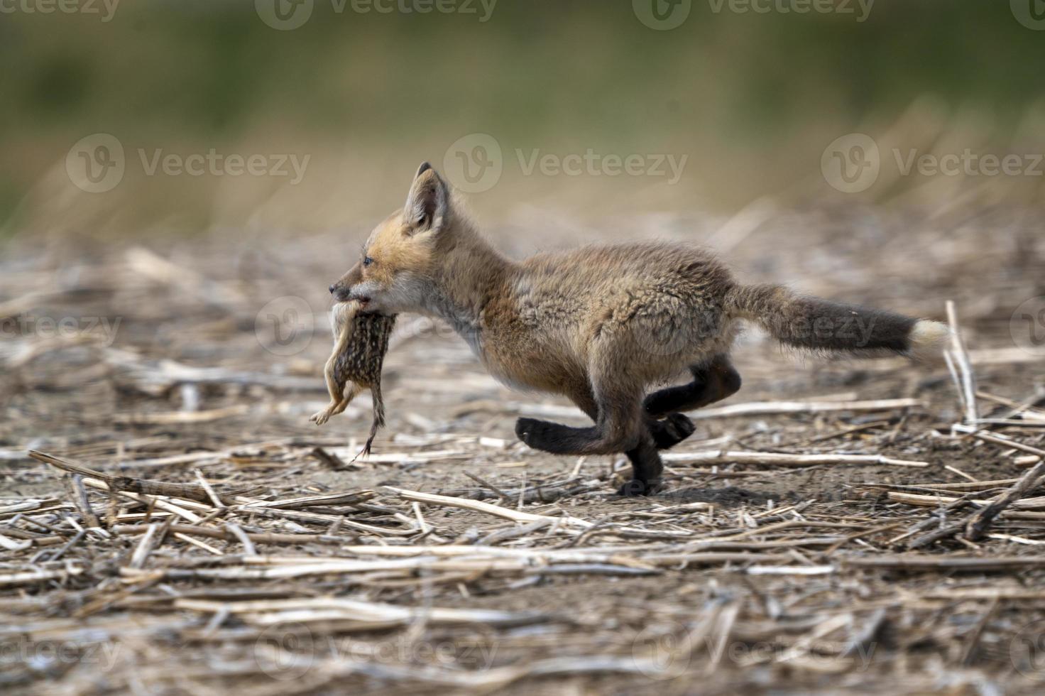 kit jeune renard photo