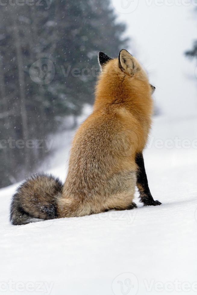 renard en hiver photo