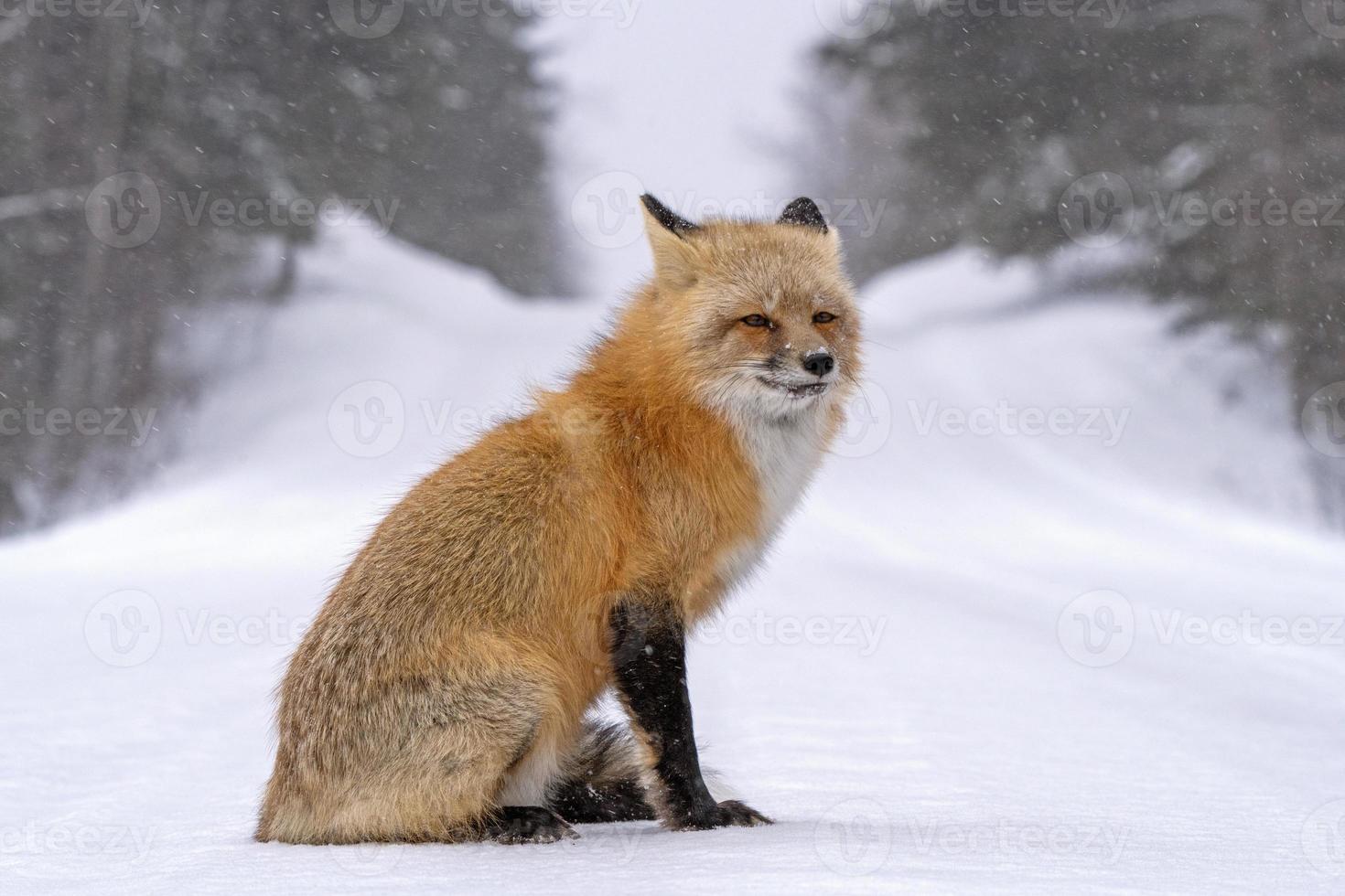 renard en hiver photo