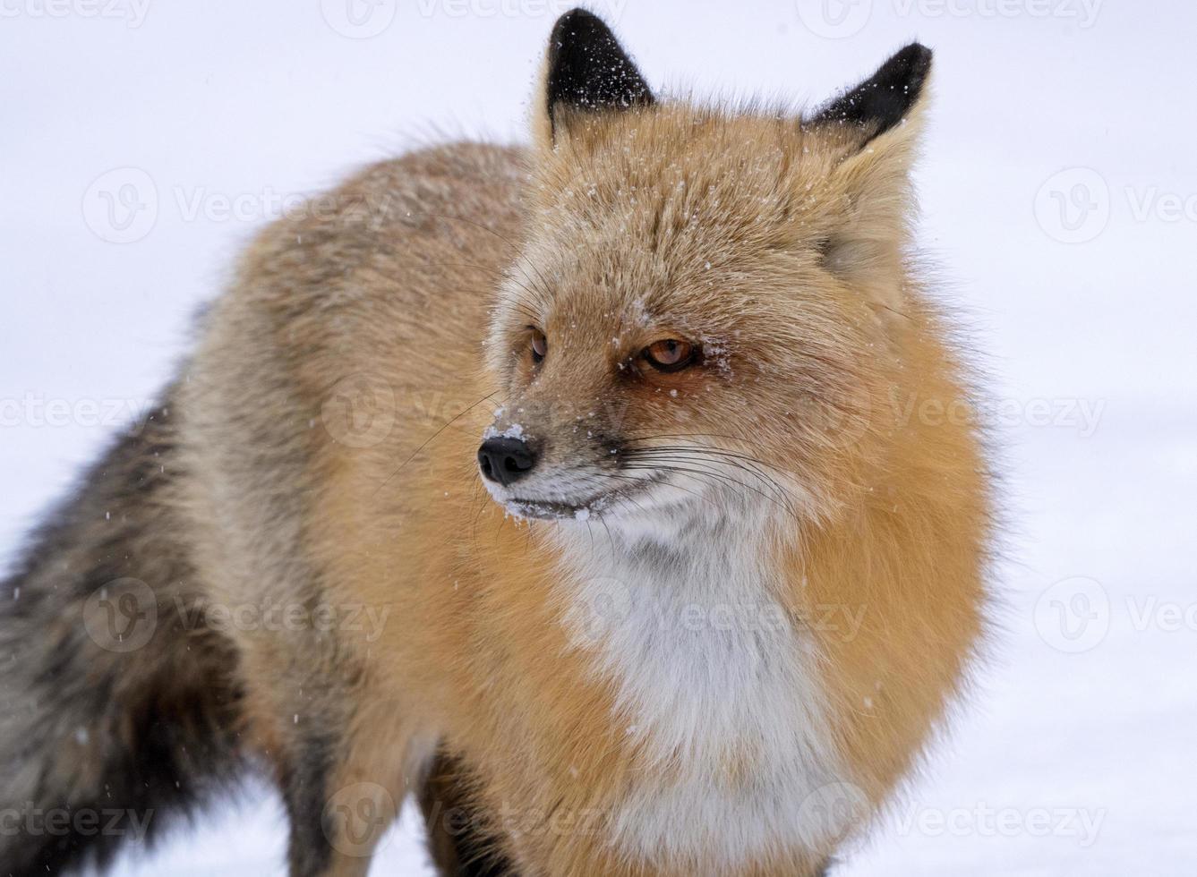 renard en hiver photo