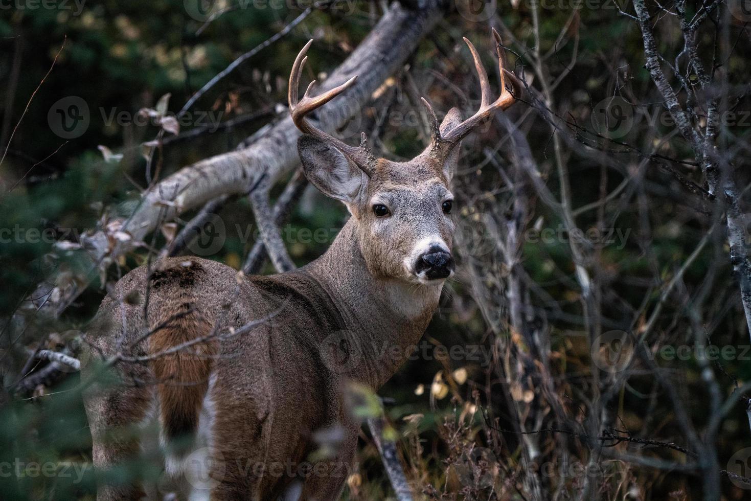 cerf à l'état sauvage photo