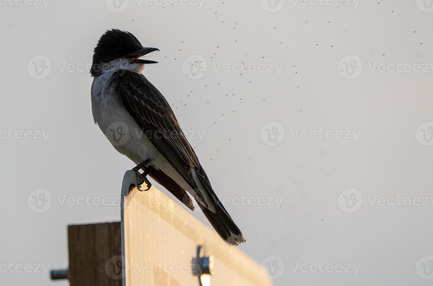 hirondelle bicolore au coucher du soleil photo