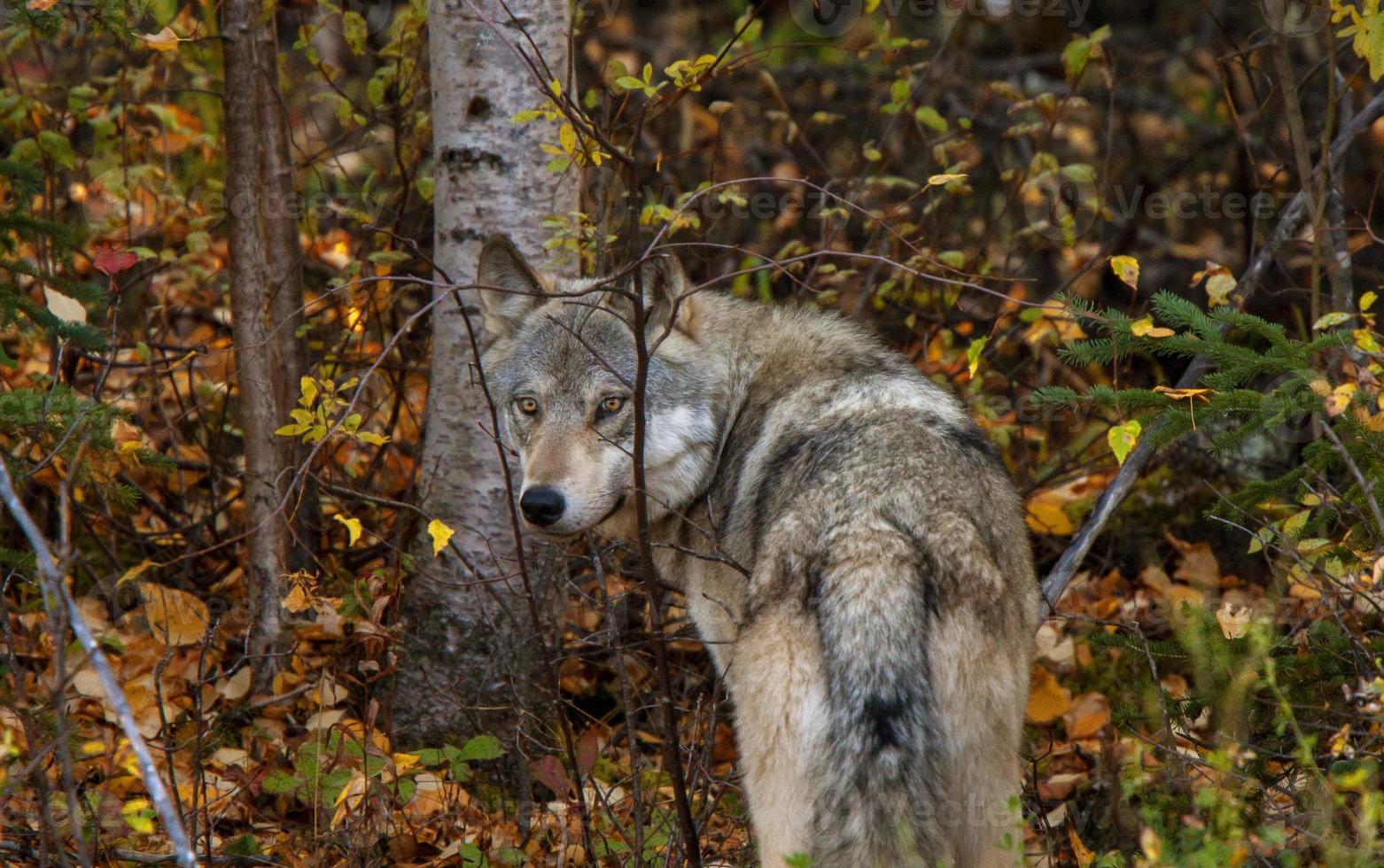 loup des bois sauvages canada photo