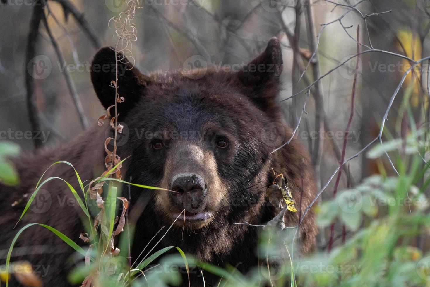 ours sauvage canada photo