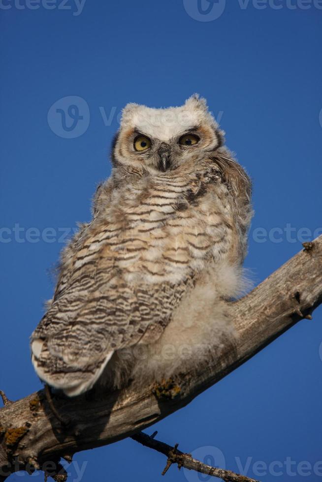 arbre de hibou grand duc photo