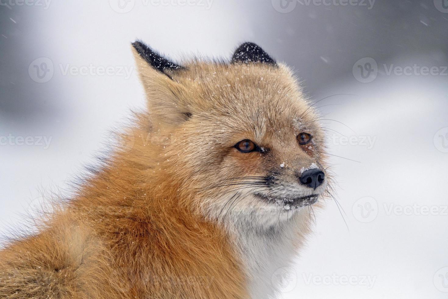 renard en hiver photo