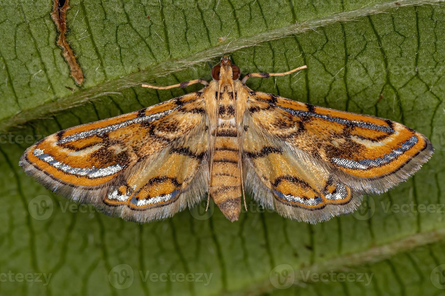 papillon crambide adulte photo