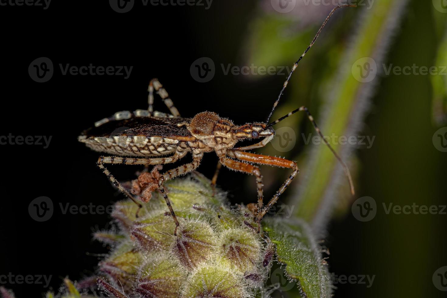 insecte assassin adulte photo