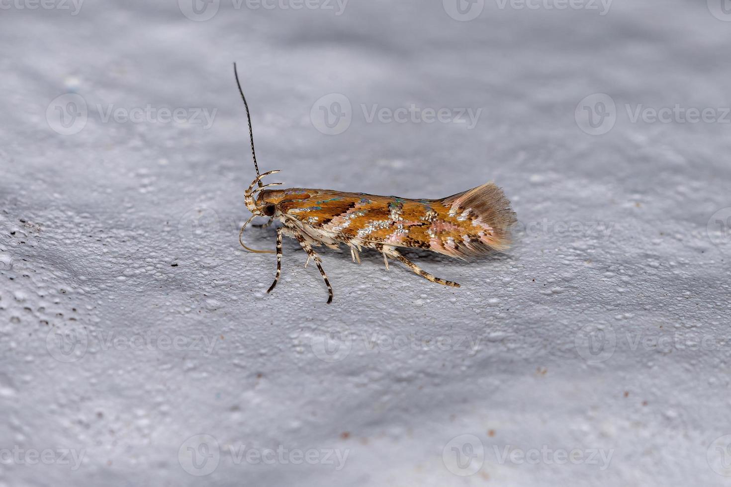 papillon adulte à cornes courbées photo