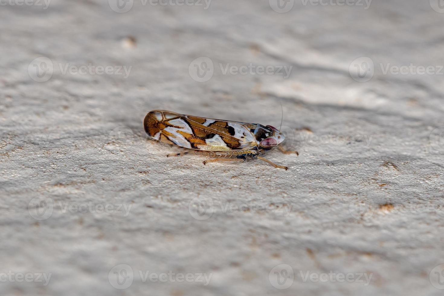 petite cicadelle adulte typique photo