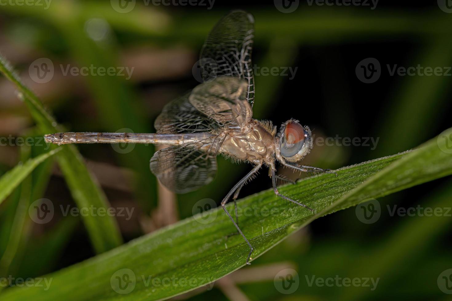 insecte libellule adulte photo