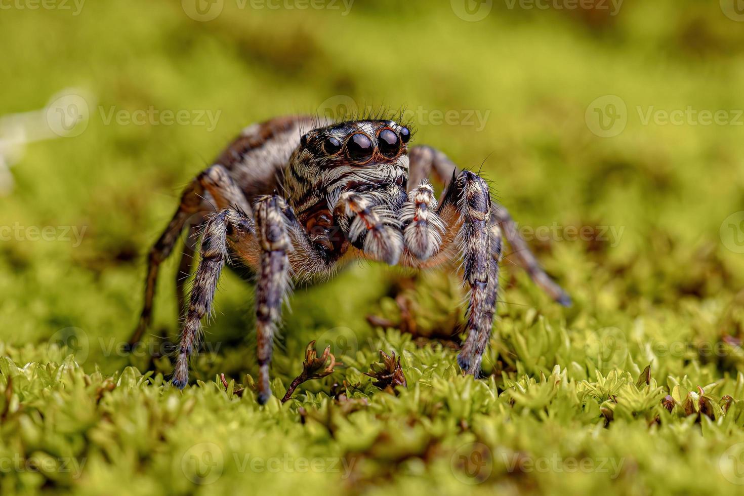 araignée sauteuse femelle adulte photo