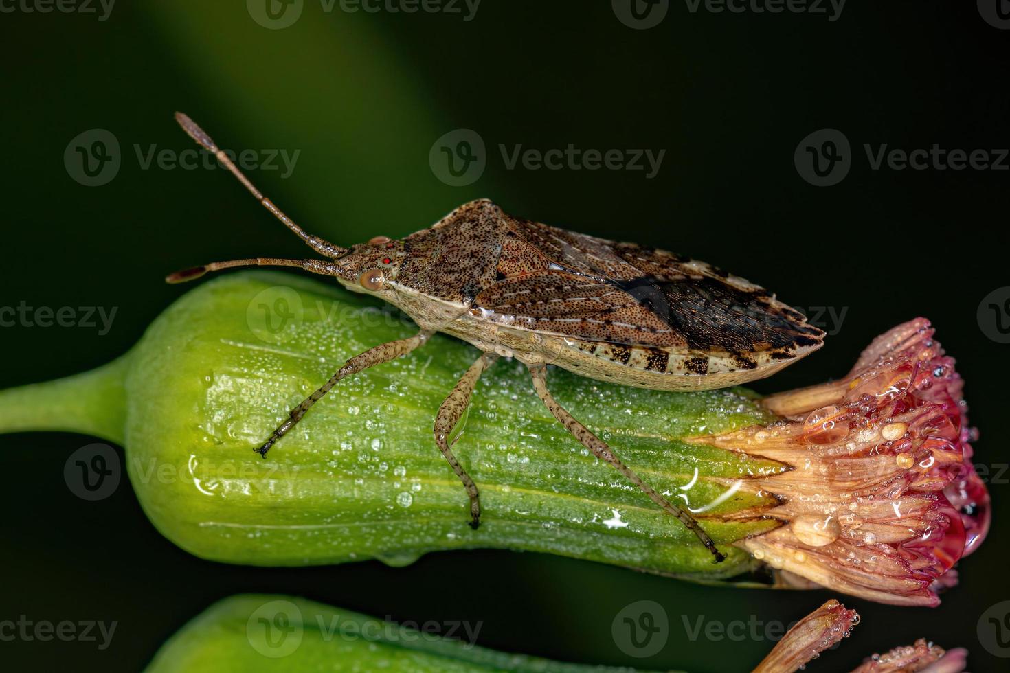 punaise à pieds feuille adulte photo