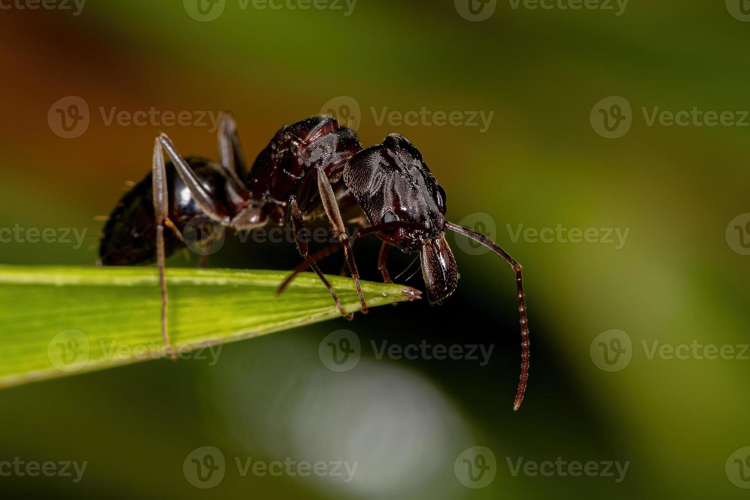 fourmi reine femelle adulte photo