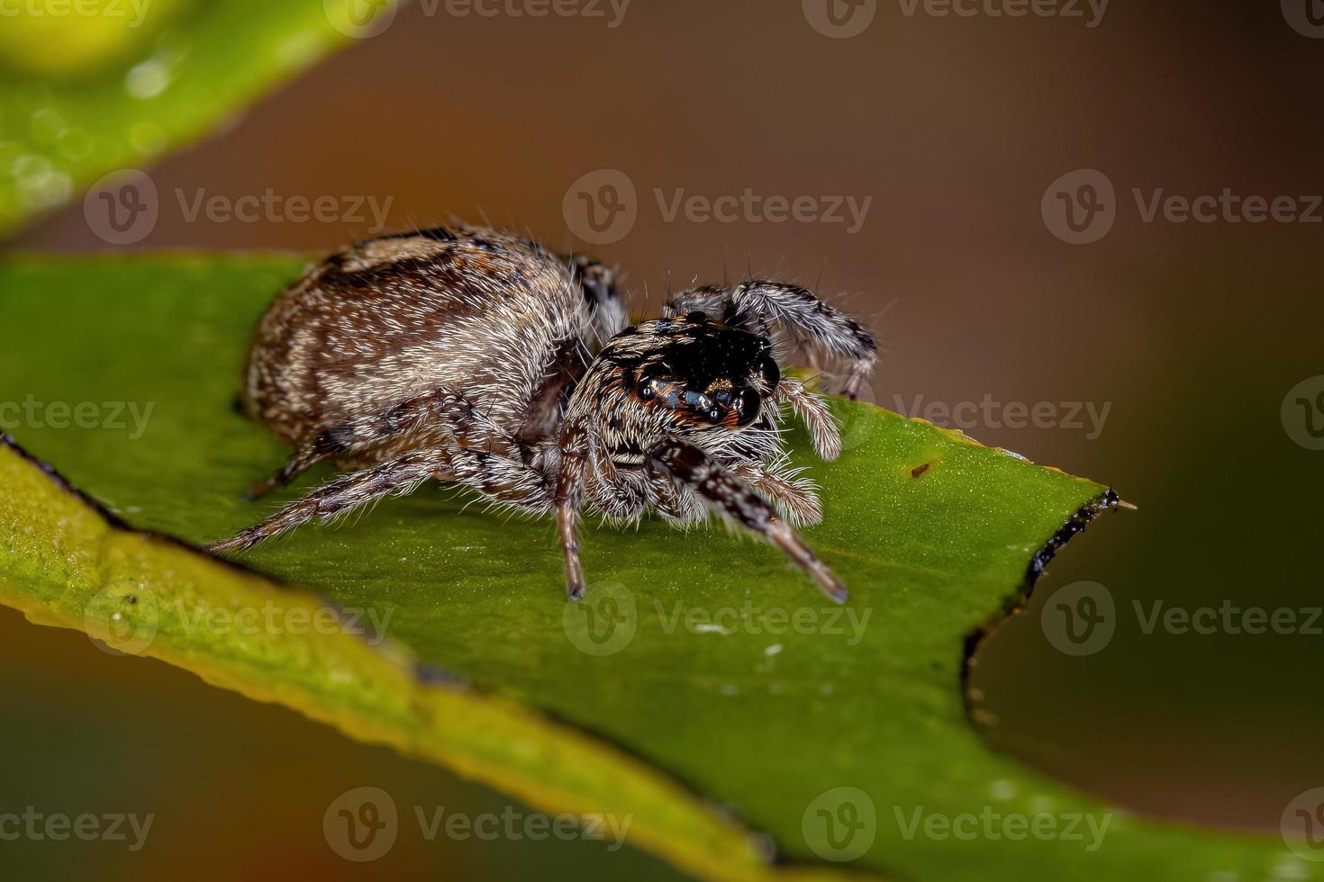 araignée sauteuse femelle adulte photo