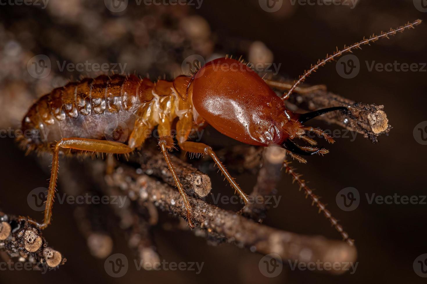 termite à museau adulte photo