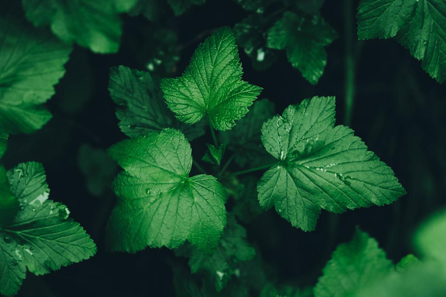 feuilles de cassis vert en arrière-plan, feuille couverte de rosée photo