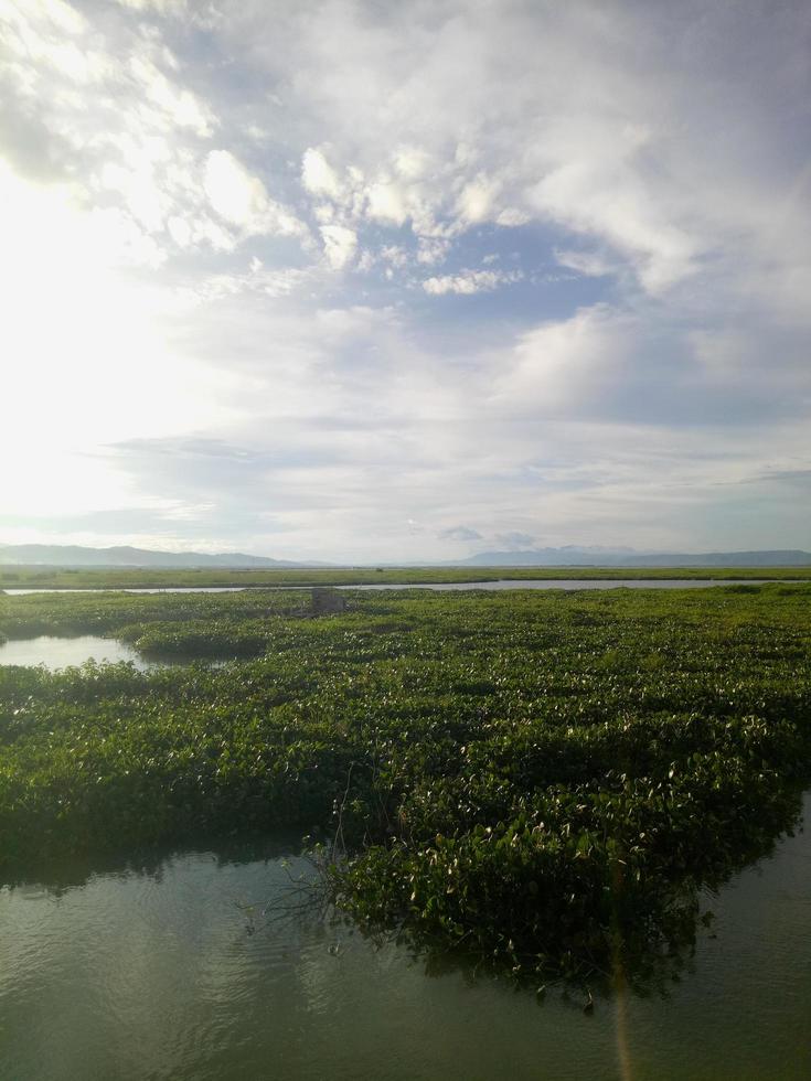 vue de jour depuis la rive du lac. la jacinthe d'eau recouvre le lac photo