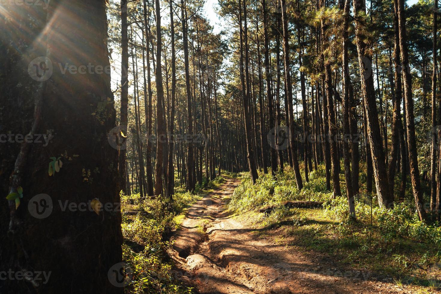 montagnes et forêts le matin photo