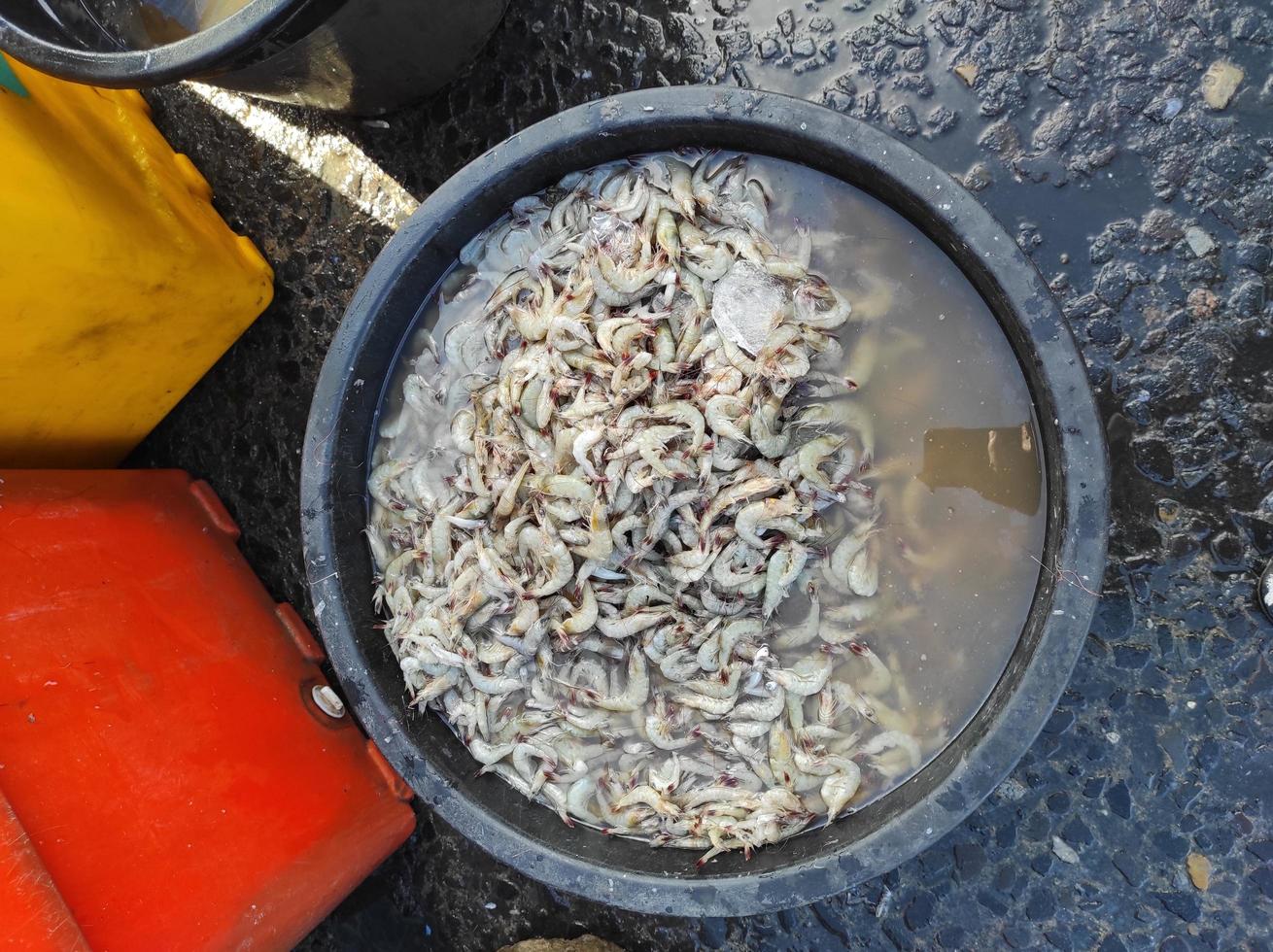 crevettes dans un seau noir vendues sur le marché traditionnel photo