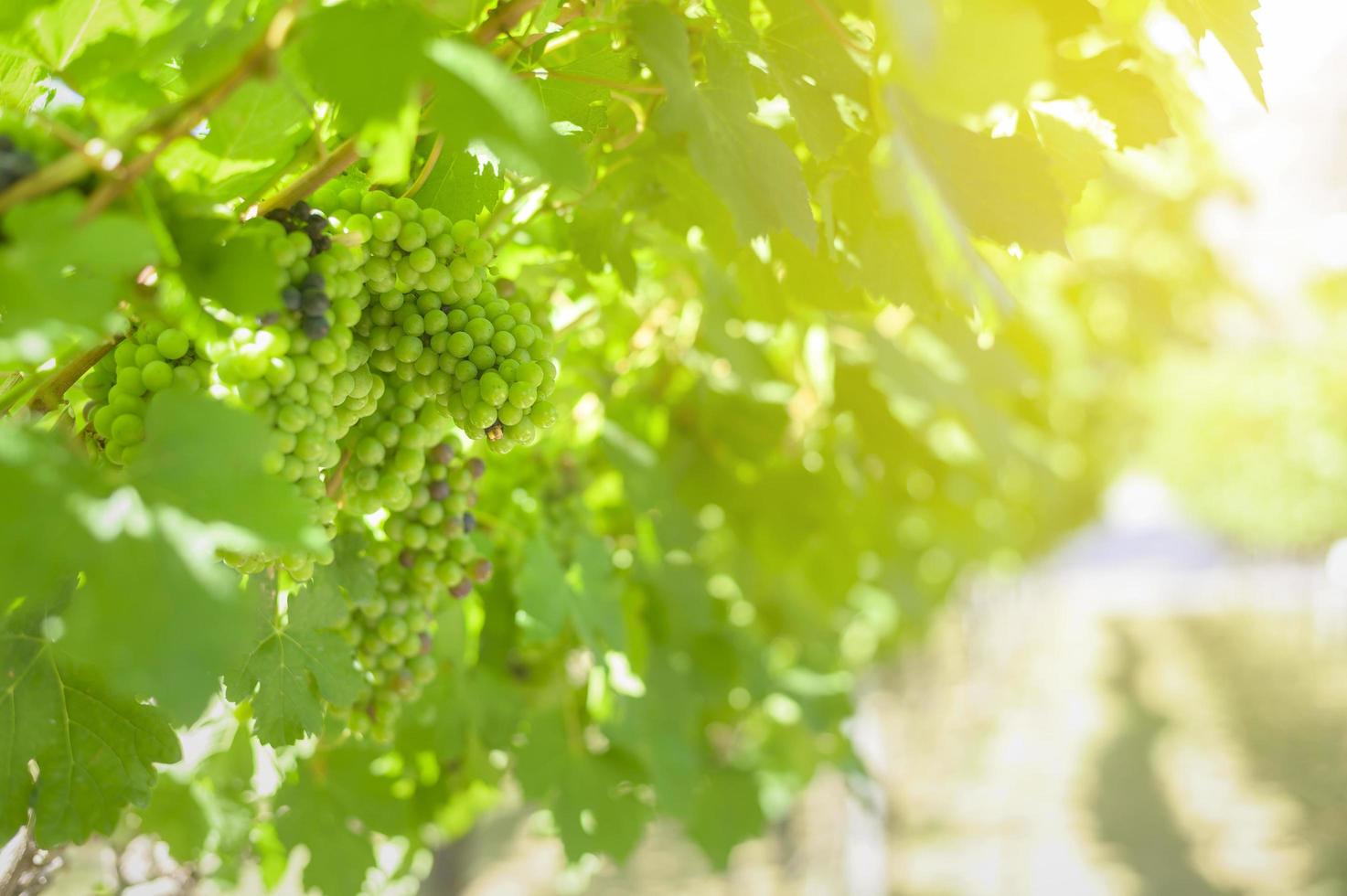 raisin dans le vignoble pour faire du vin photo