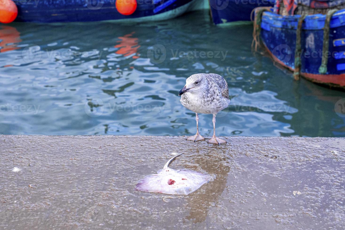 Mouette en face de raie sur sol en béton à quai photo