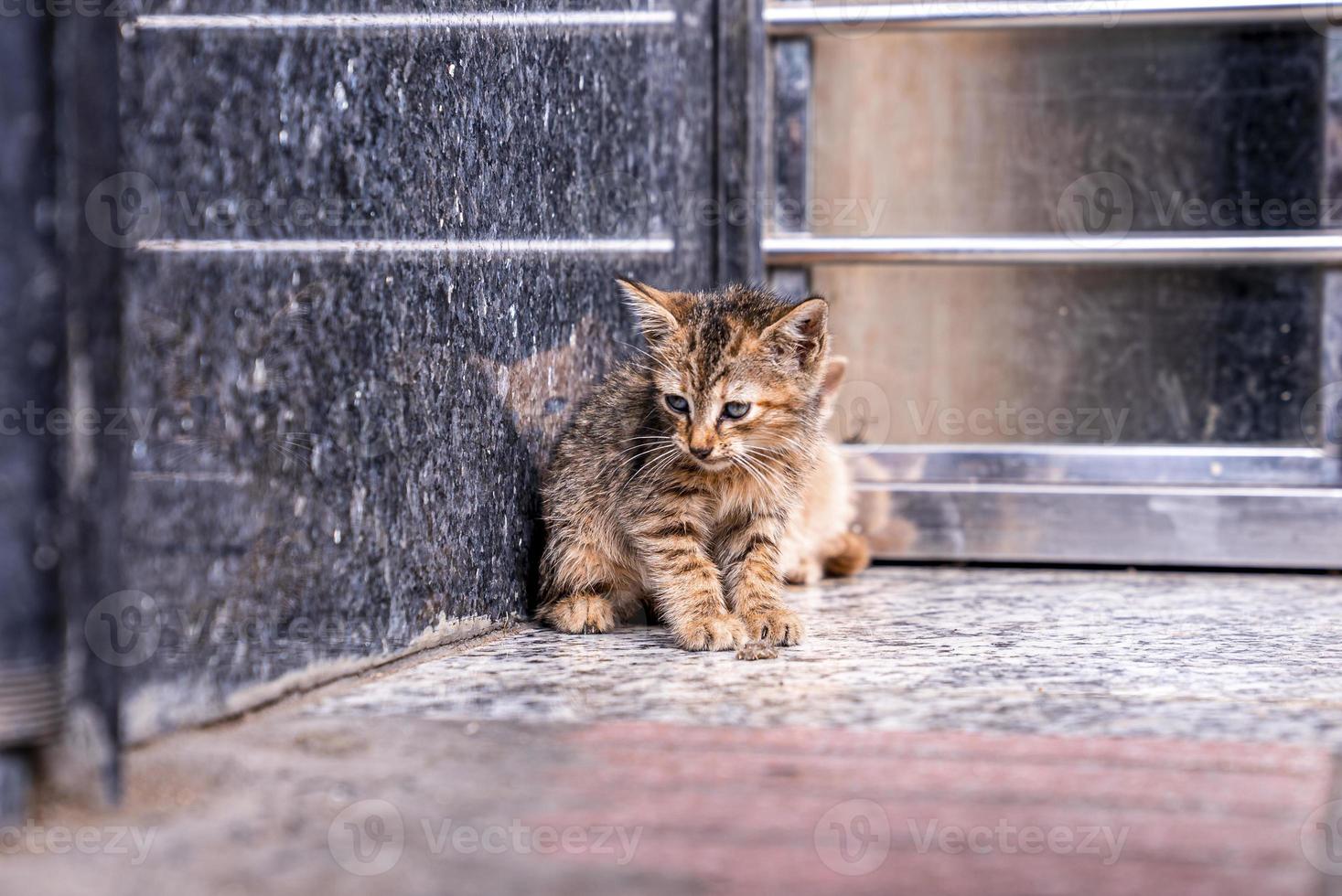 mignon petit chat errant sans-abri regardant curieusement sur la rue en plein air photo