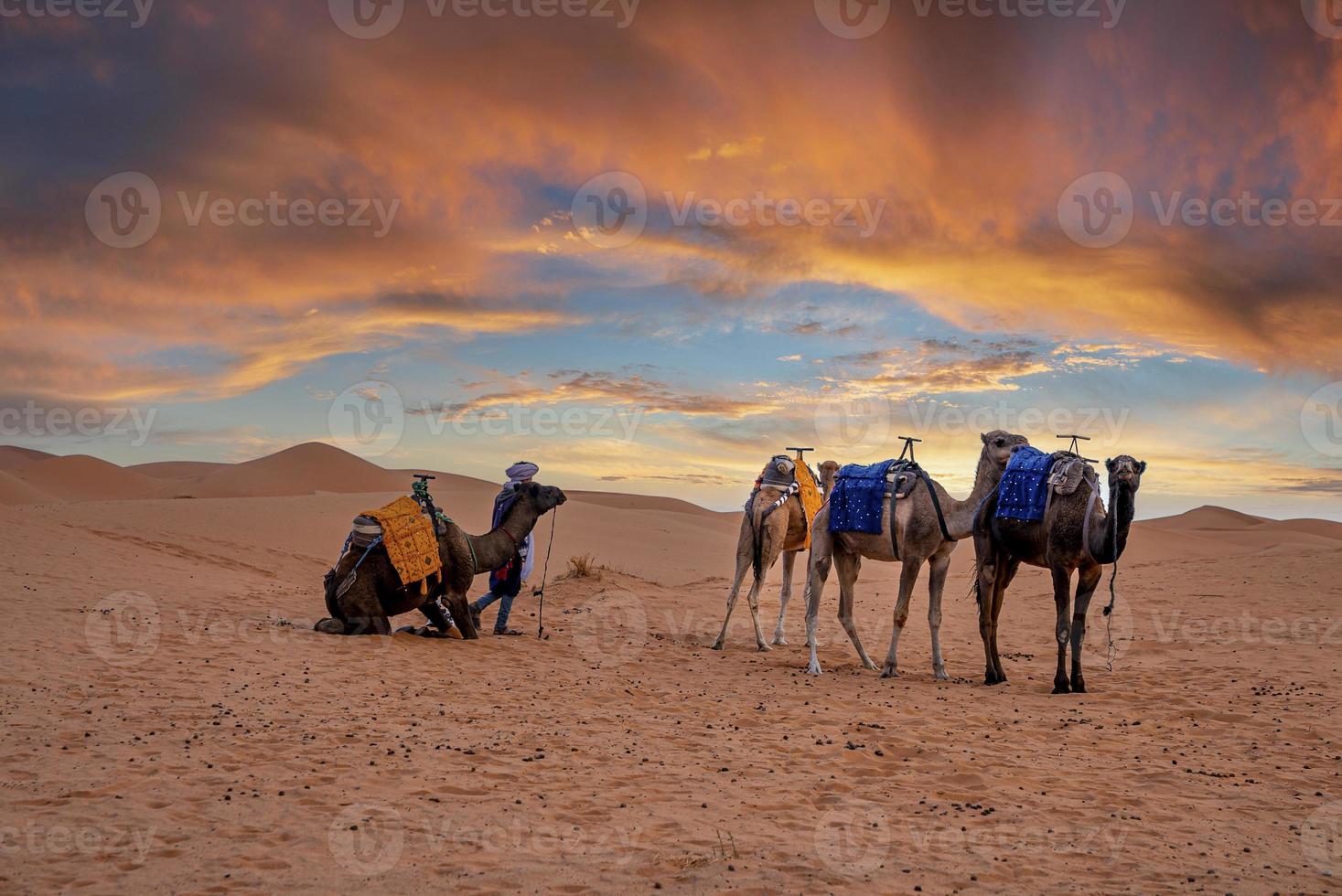 Bédouin avec caravane de chameaux debout sur le sable dans le désert au crépuscule photo