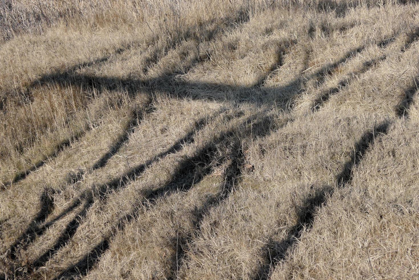 lignes d'ombre noires sur l'herbe sèche. photo