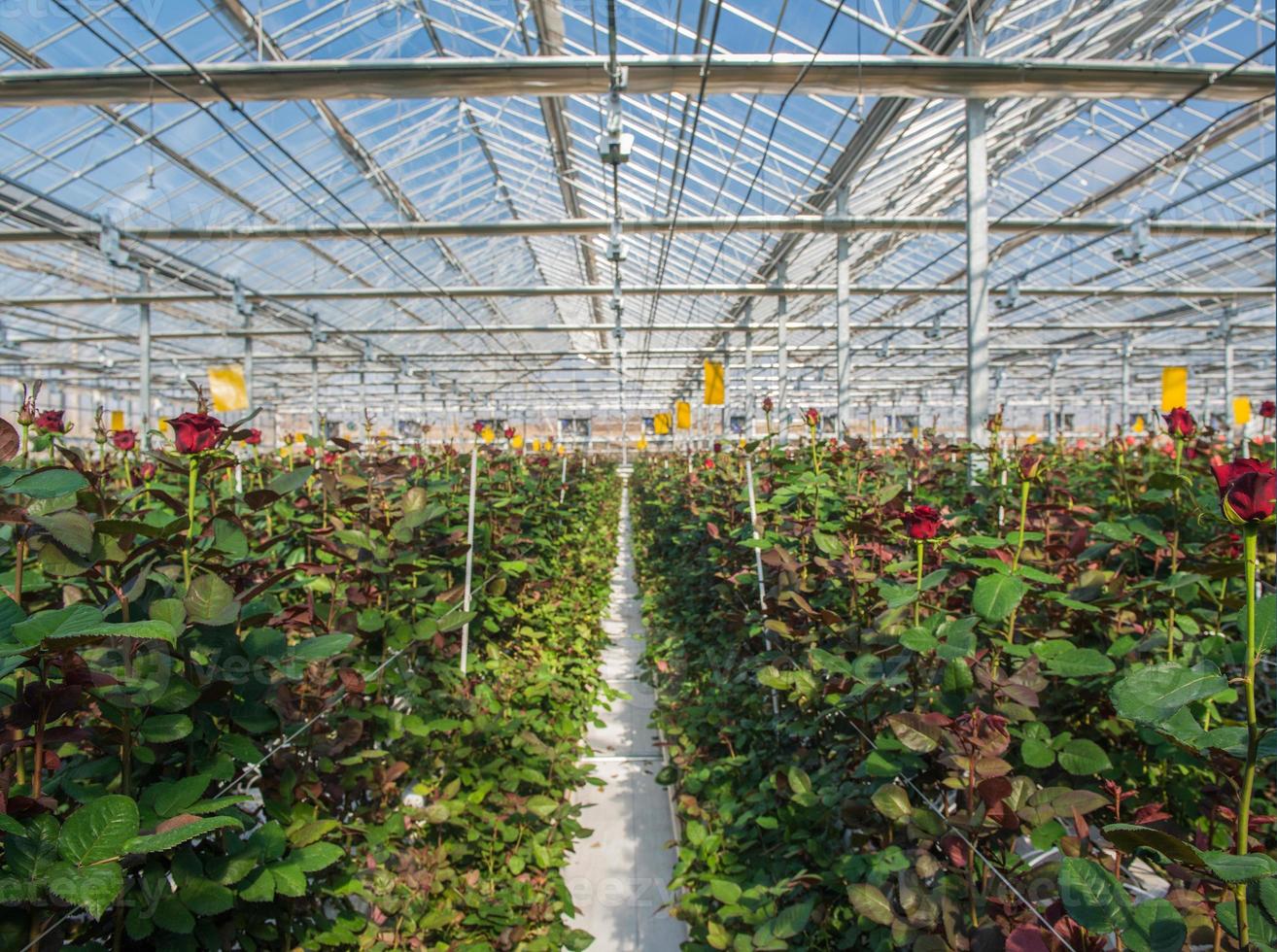 grande serre industrielle avec roses hollandaises, le plan d'ensemble photo