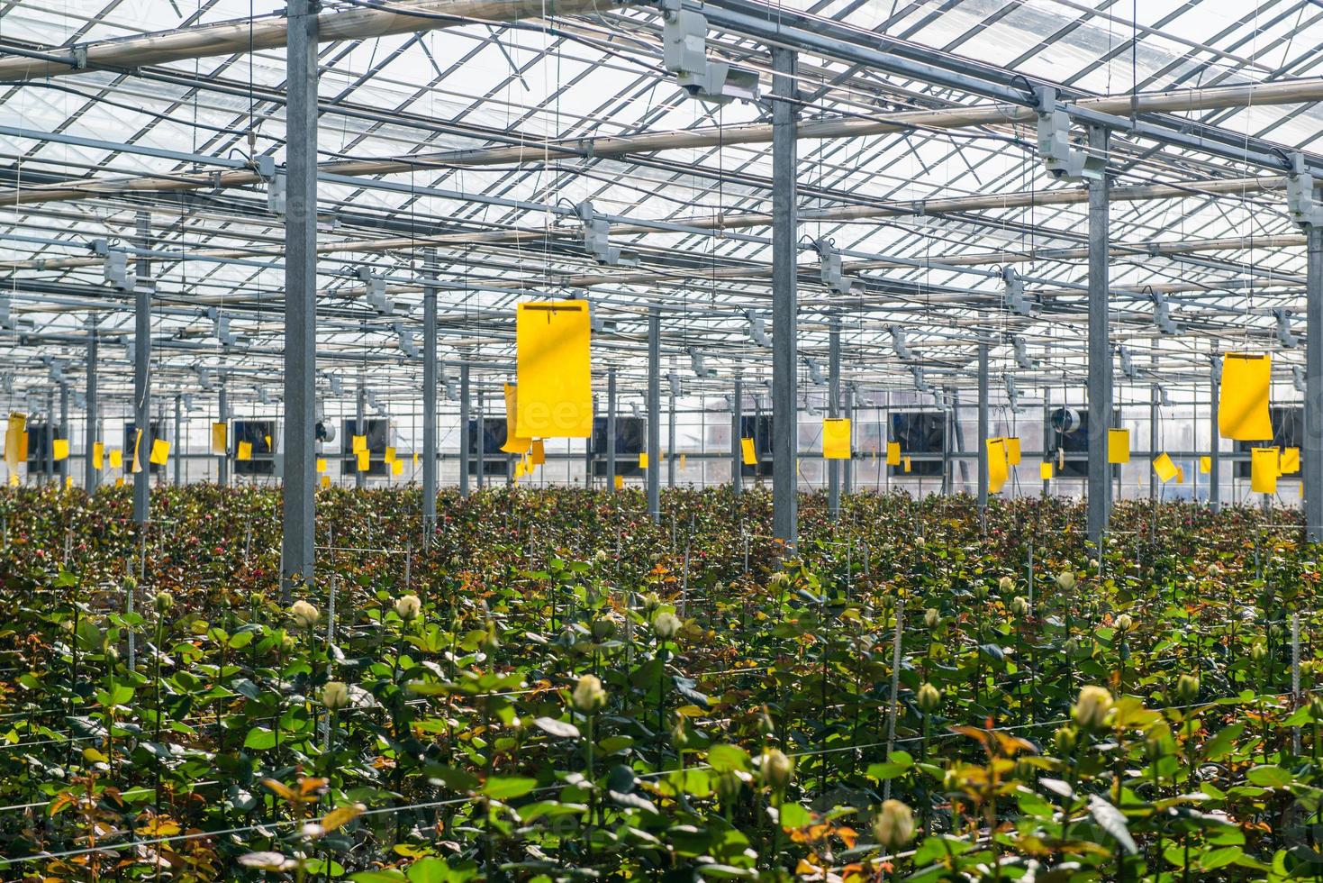 grande serre industrielle avec roses hollandaises, le plan d'ensemble photo