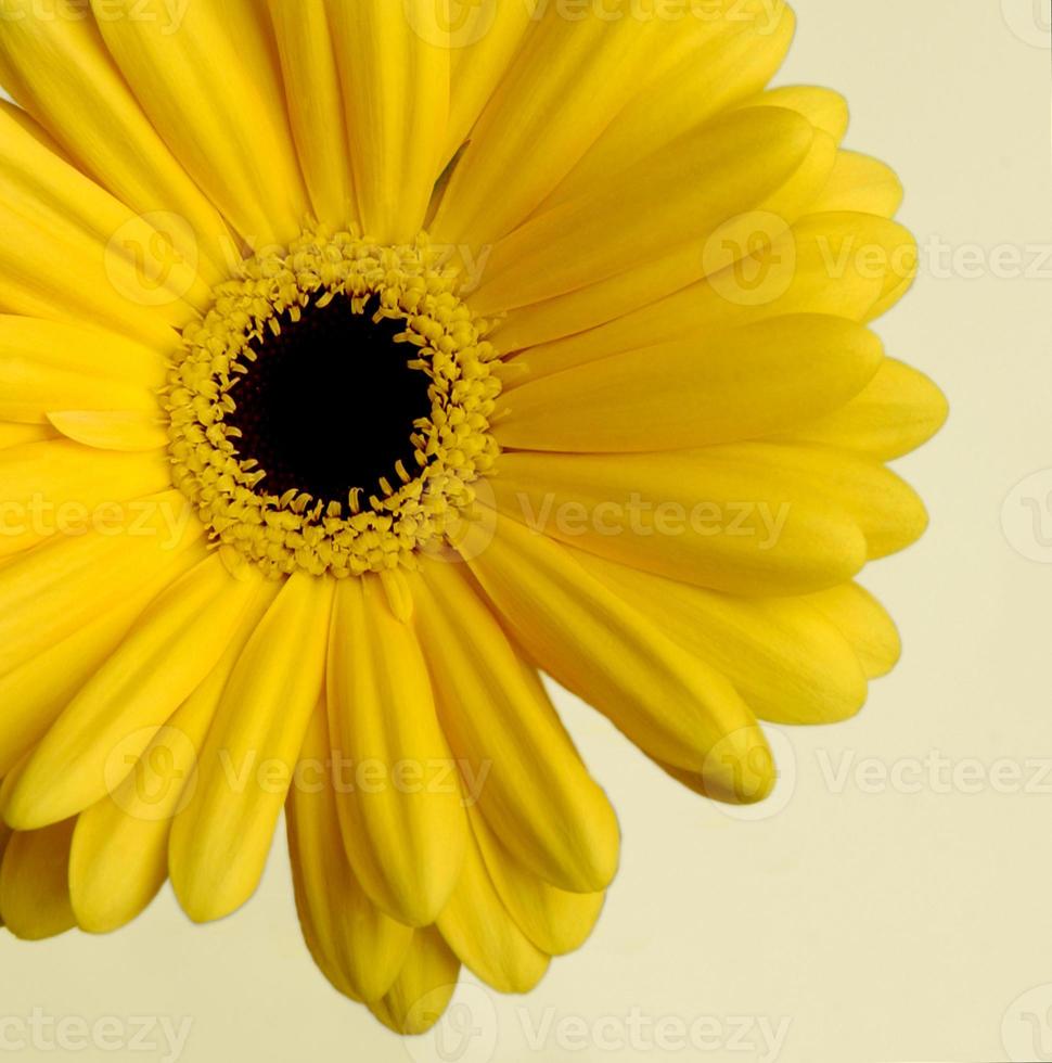 marguerite jaune sur fond clair, gros plan photo