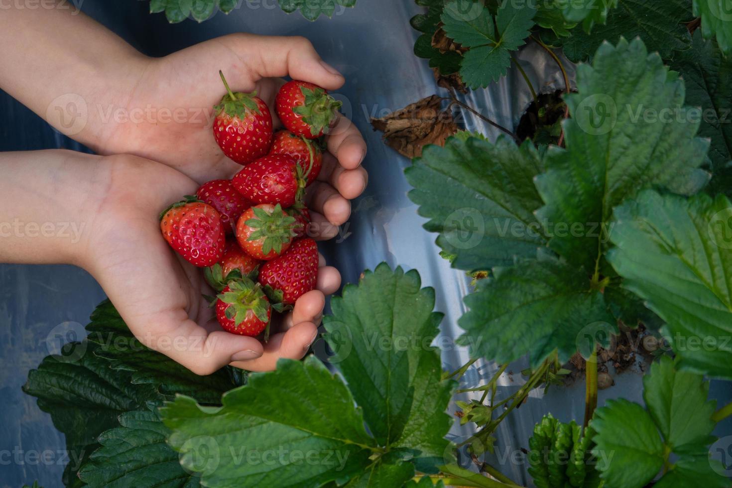 les mains tiennent une fraise biologique fraîchement cueillie avec des tiges vertes. photo