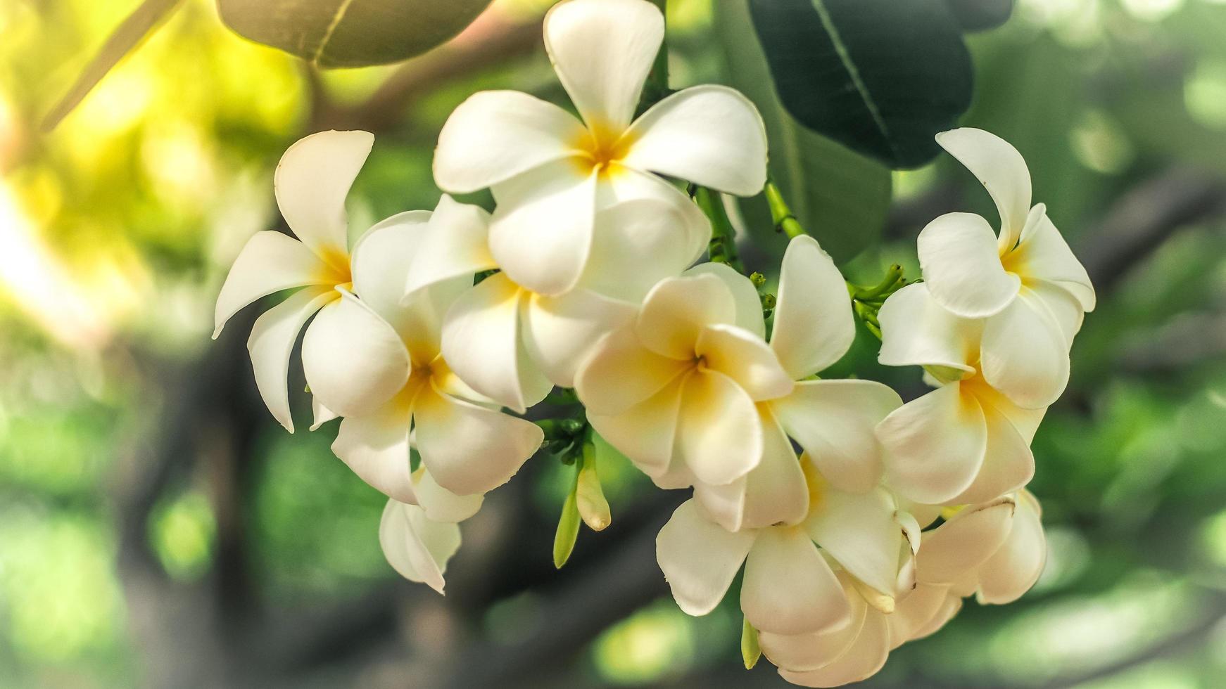 fleurs tropicales frangipanier plumeria. belle fleur de plumeria rubra  blanche 5148096 Banque de photos