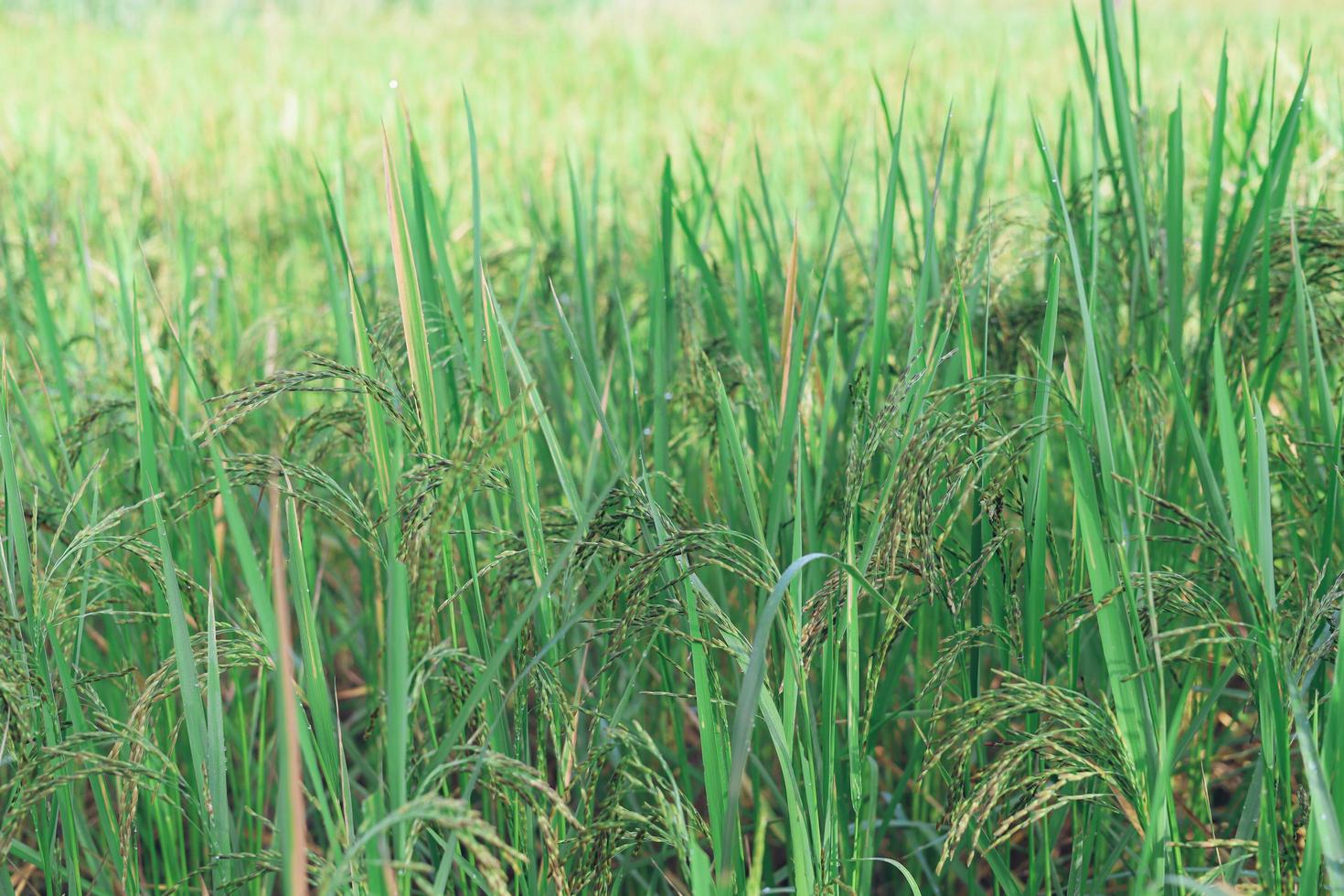 les épis de riz qui commencent à jaunir attendent avec impatience le jour de la récolte. photo